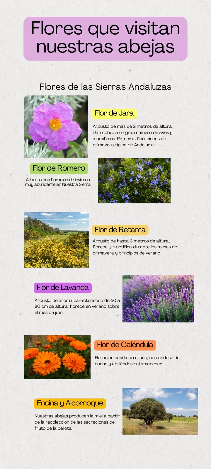 Miel Pura de Abeja-100% Origen España-Miel Cruda-1Kg-Miel Natural-Directa de Apicultor-Sin Procesar-Sin Pasteurizar. (Kg, Flores silvestres)