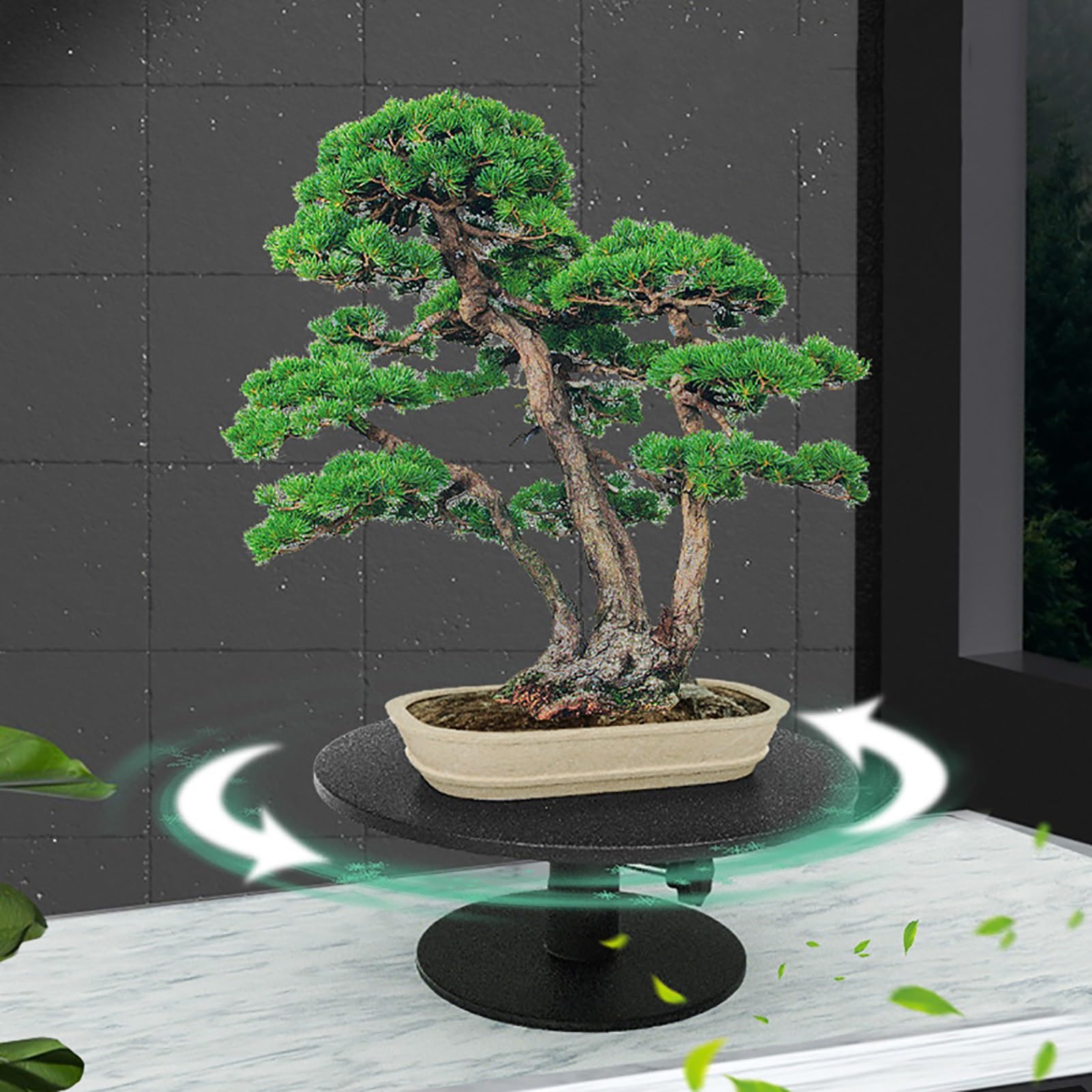 palm bush plant Pindo Palm – Lichtenfelt's