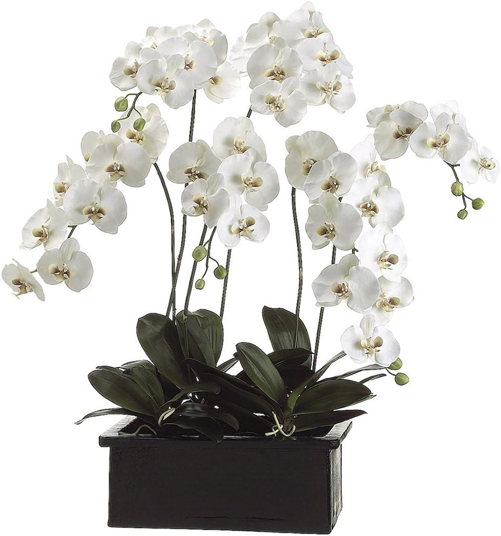 Tori HomePhalaenopsis Orchid Plant in Ceramic Pot