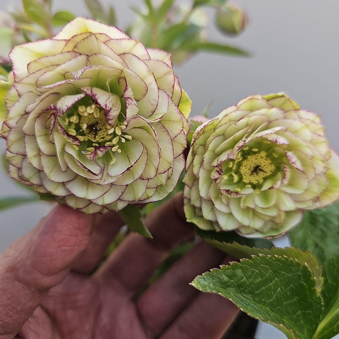 広瀬園芸✨ダークパープル✨ダブル♥クリスマスローズ✨剣弁✨来季用