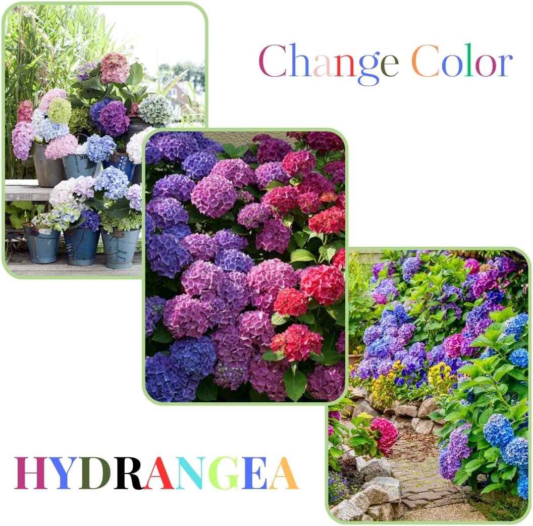 Hydrangea Live Plant in 2.5 Inc Pot, Hydrangea Tree Shrub Bush Perennial Outdoor Planting, Change Color Each Season (Rebloomer Pink Purple)