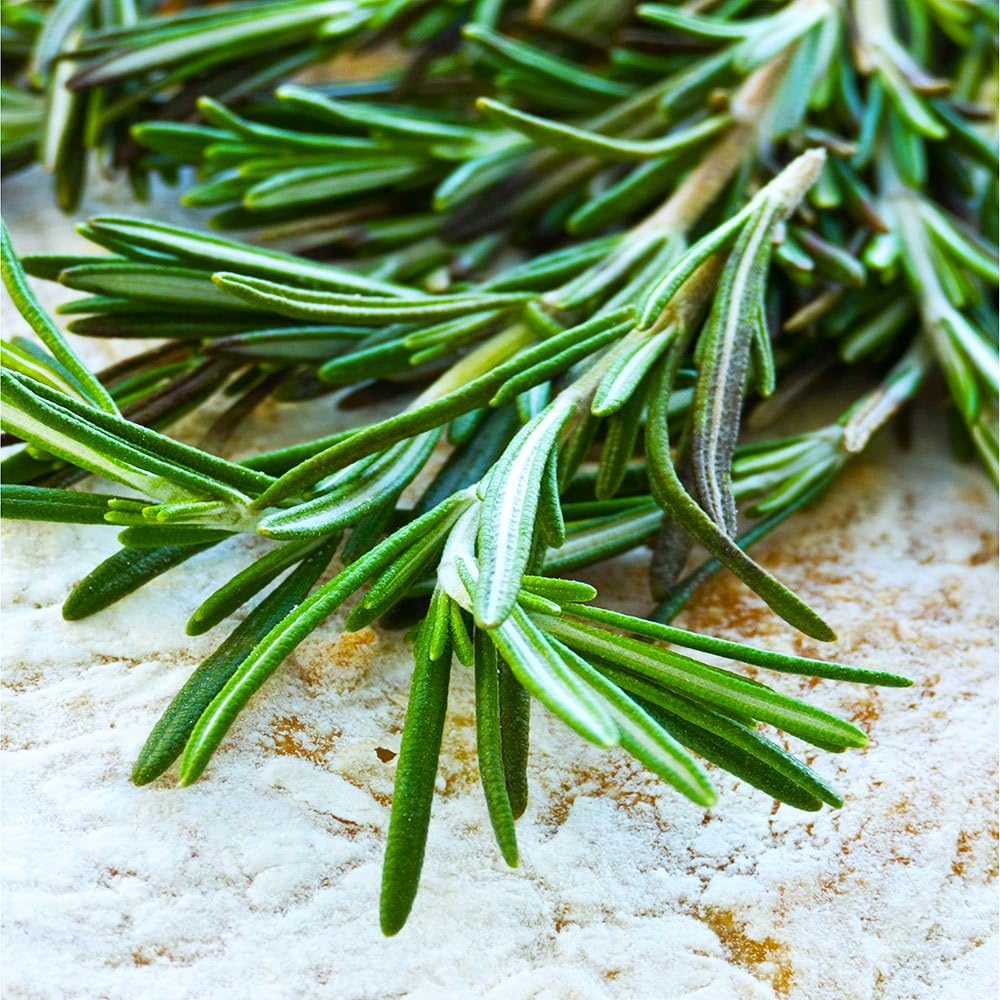 See full amazon price history chart for GROMAX India Rosemary Seeds For Planting, Home Garden & Kitchen Gardening | Rosemary "Hybrid" Fresh Herb Seeds | High Germination Rate (98%) GROMAX India Rosemary Seeds For Planting, Home Garden & Kitchen Gardening | Rosemary "Hybrid" Fresh Herb Seeds | High Germination Rate (98%) (B0D6BCZFZ2) Amazon Price History, Amazon Price Tracker