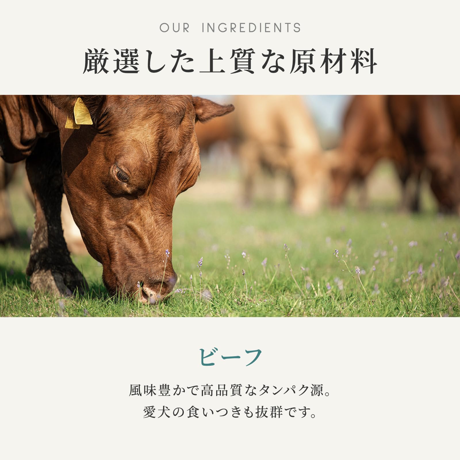Amazon.co.jp: カナガン ドッグフード ビーフシチュー 缶詰(400g×6缶