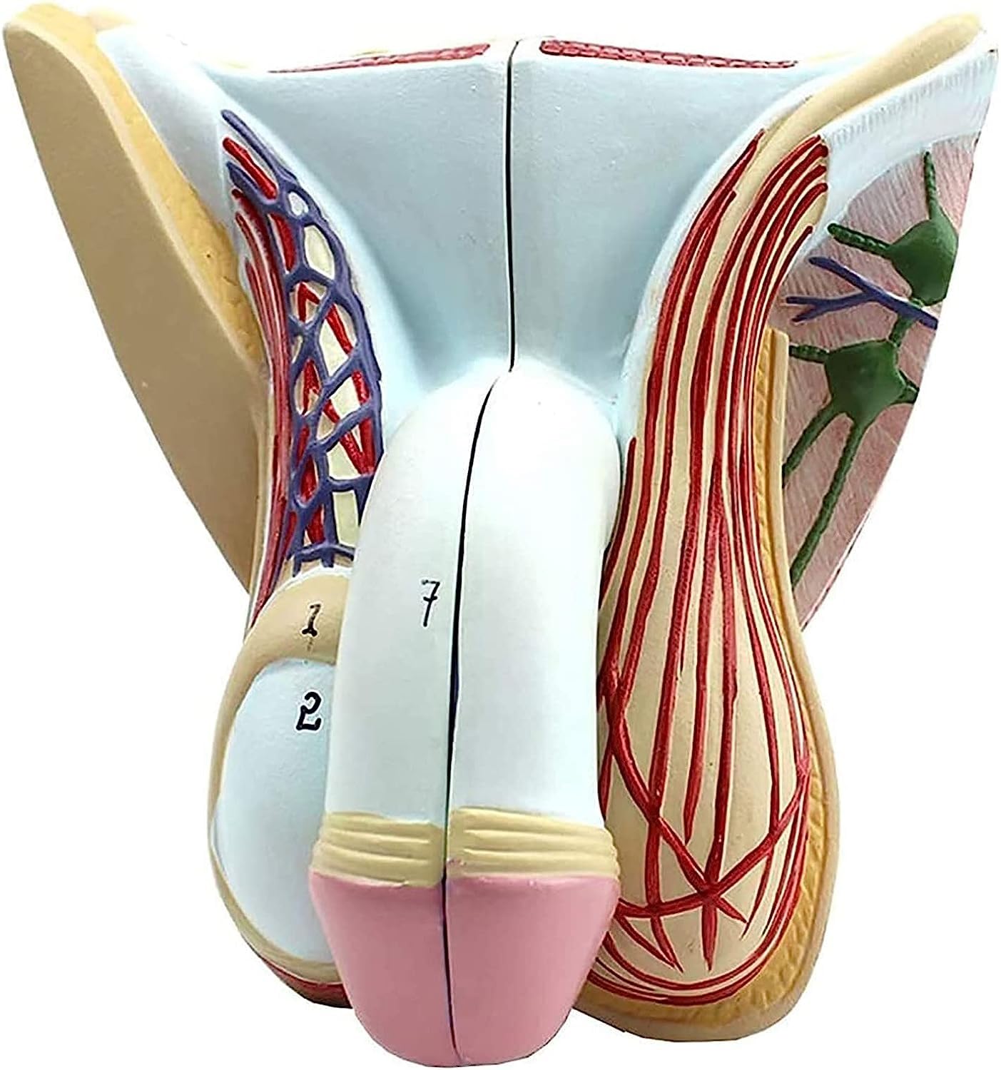 1 szt. Model męskich narządów płciowych - Anatomiczny model z PVC do szkoleń edukacyjnych w zakresie zastosowań w opiece zdrowotnej