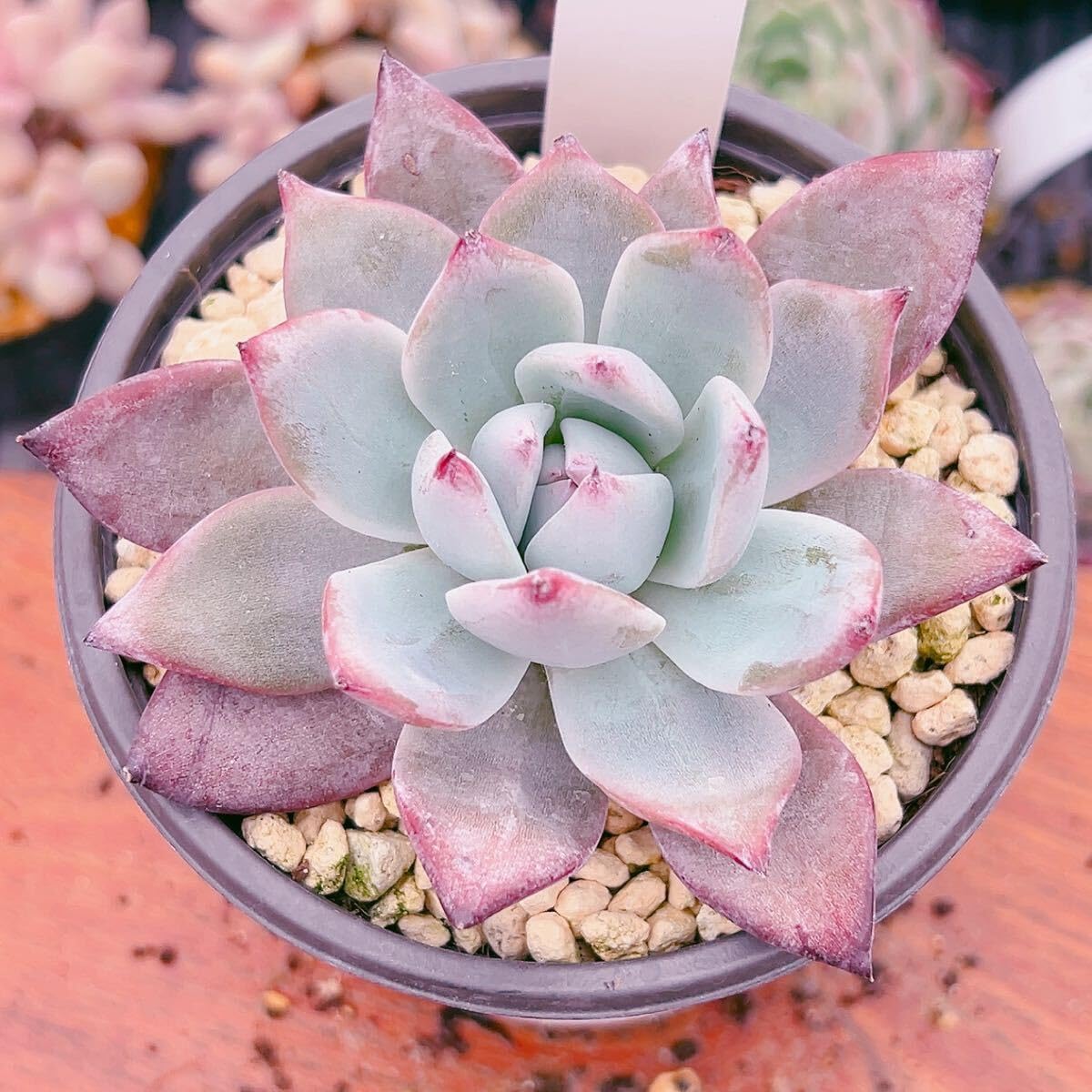 多肉植物 ブラックピンク 韓国苗