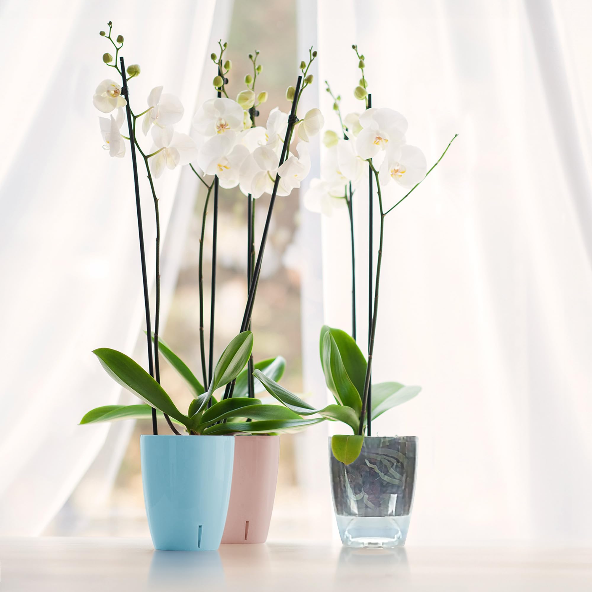 Santino Vaso Autoinnaffiante Per Orchidee - 15cm (2L) Con Sistema A Stoppino E Indicatore Acqua - Trasparente - Design Elegante Per Interni - 4