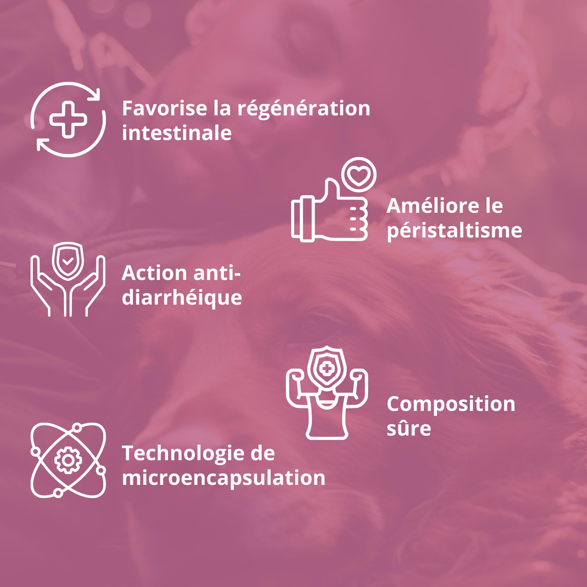 Pâte Anti-Diarrhée Professionnelle au Butyrate de Sodium – Soutient en Cas de Diarrhée – Probiotiques pour Chiens – Apaise l’Estomac – Favorise Le Système Digestif – 60 ML