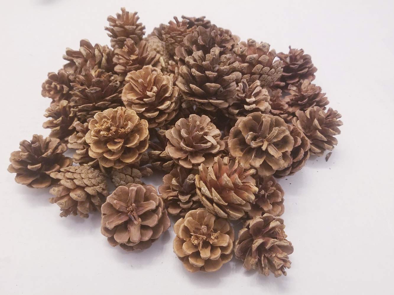 Little ValleyShort Needle Natural Pinecones - Sold in Large 1lb Bag - Perfect for Crafting, Weddings, Table Scatters, Bowl Fillers, Fall Decore
