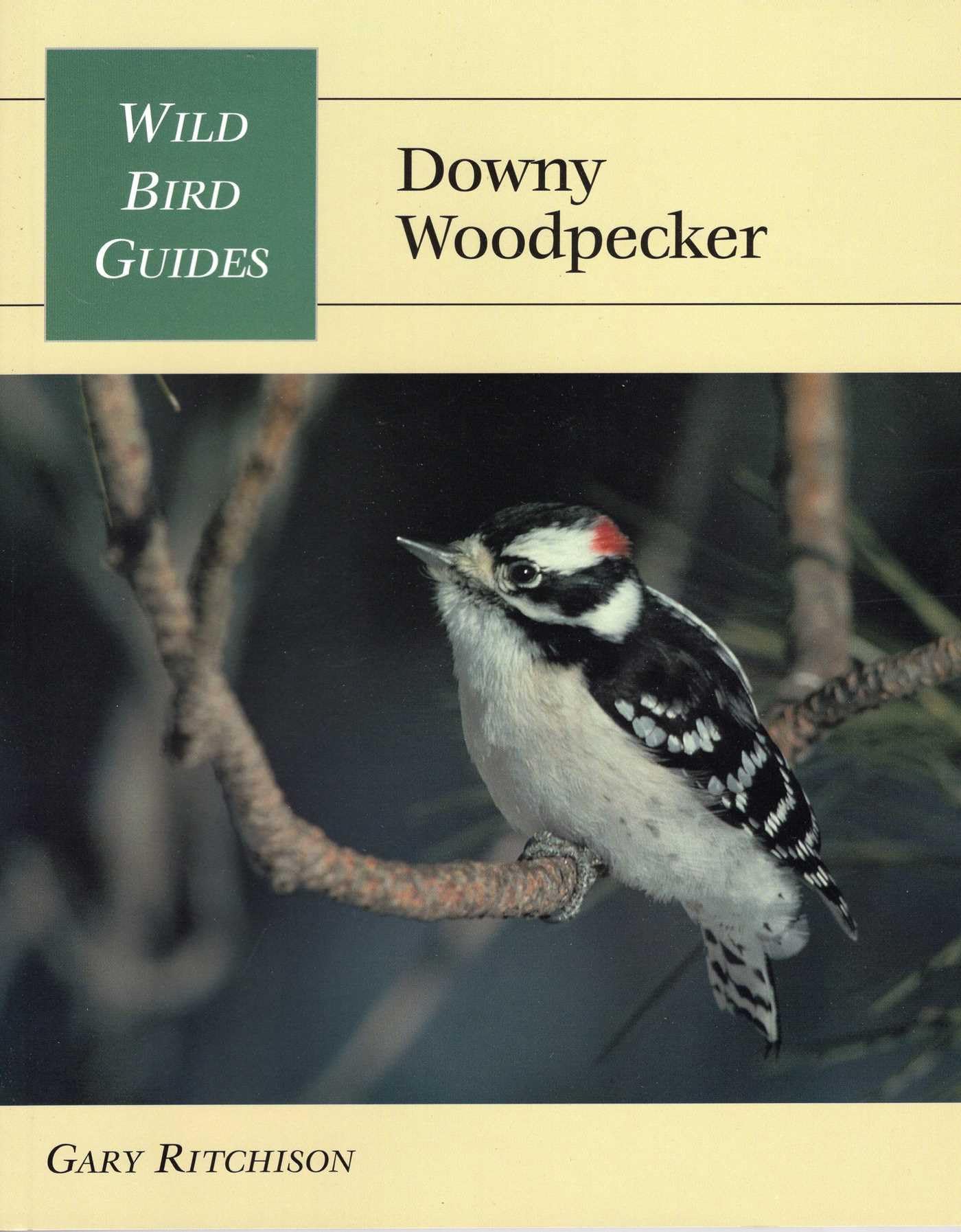 Downy Woodpecker guide pour attirer les pics au jardin lors de vos matins nature