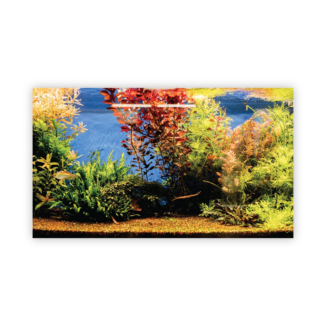 VVWV® Fish Tank Background colourfull Stickers for Waterproof Vinyl Printed Sticker Multicolored (91 X 41 CMS) (B0BW4BSHX8) Amazon Price History, Amazon Price Tracker