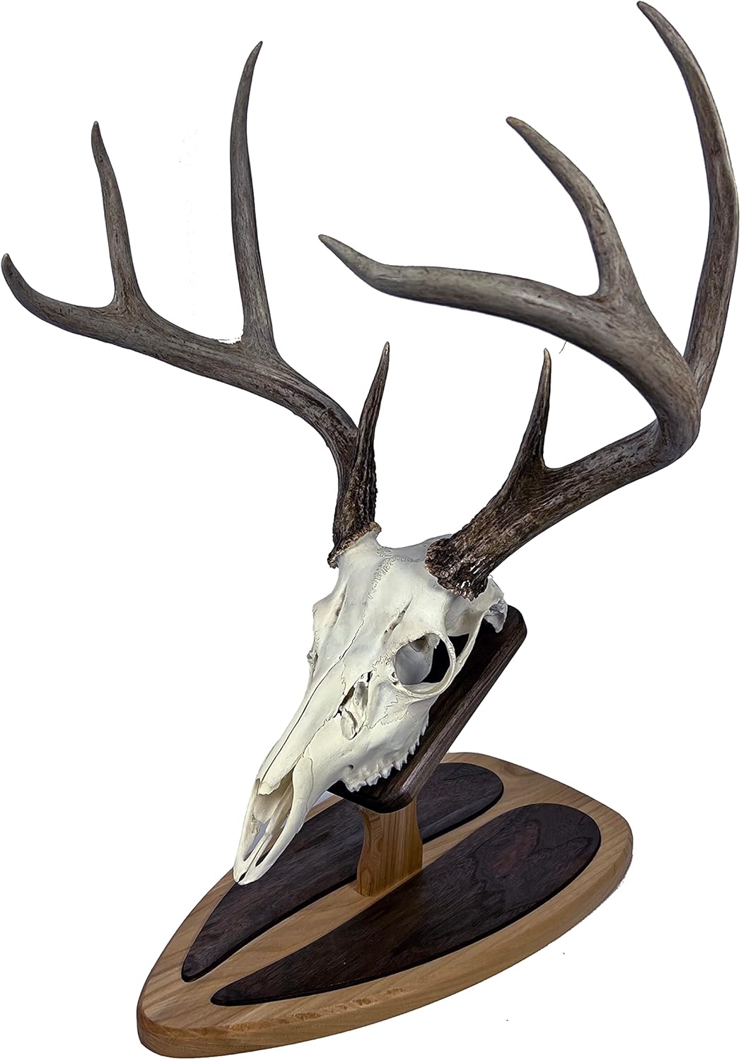 Deer Hoove European Mount Deer Wall or Table Skull Plaque/Display - NO Drilling Required (Medium)