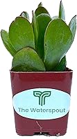 Vista 4 de Colecciones de cactus suculentas de 2 pulgadas (planta de jade Crassula Ovata)