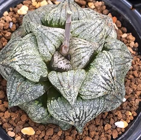 Amazon ハオルチア 玉扇 珍しい植物 サキュレント 生きている植物 鉢 9cm Rare Succulent 28picta 交配種 深海 X トリコロール 人工観葉植物 オンライン通販