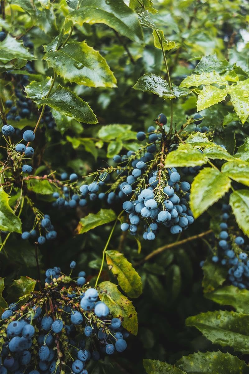 Caramanfruit Heidelbeeren-Frucht-Püree - 4x 1kg - fruchtig süße Blaubeeren, Heidelbeer-Püree, frei von Farb- und Konservierungsstoffen, für Cocktails, Porridges, Smoothies, Blaubeerkuchen, Muffin
