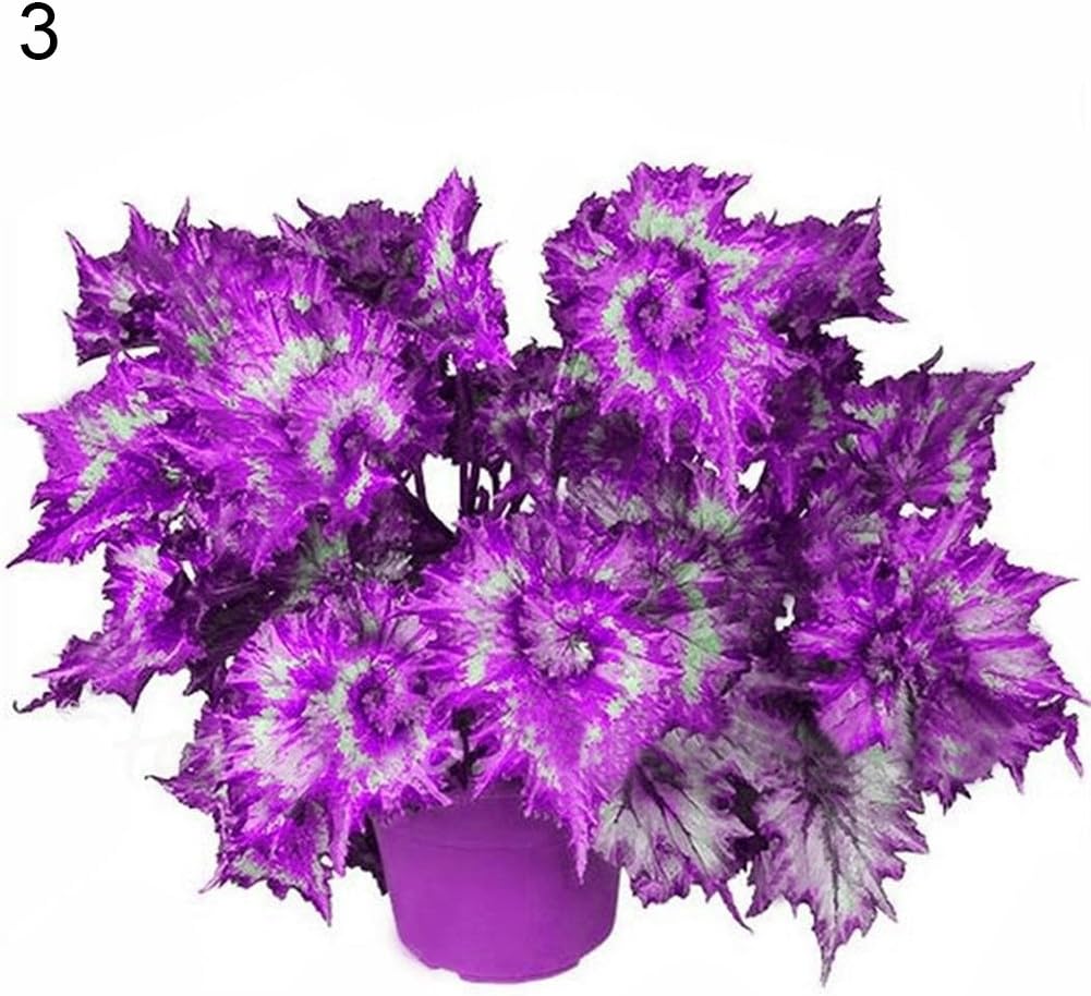 Move on Flower Seeds 50Pcs Coleus Blumei Seeds Yard Bonsai Garden Planting Decoration DIY Gift - 3#