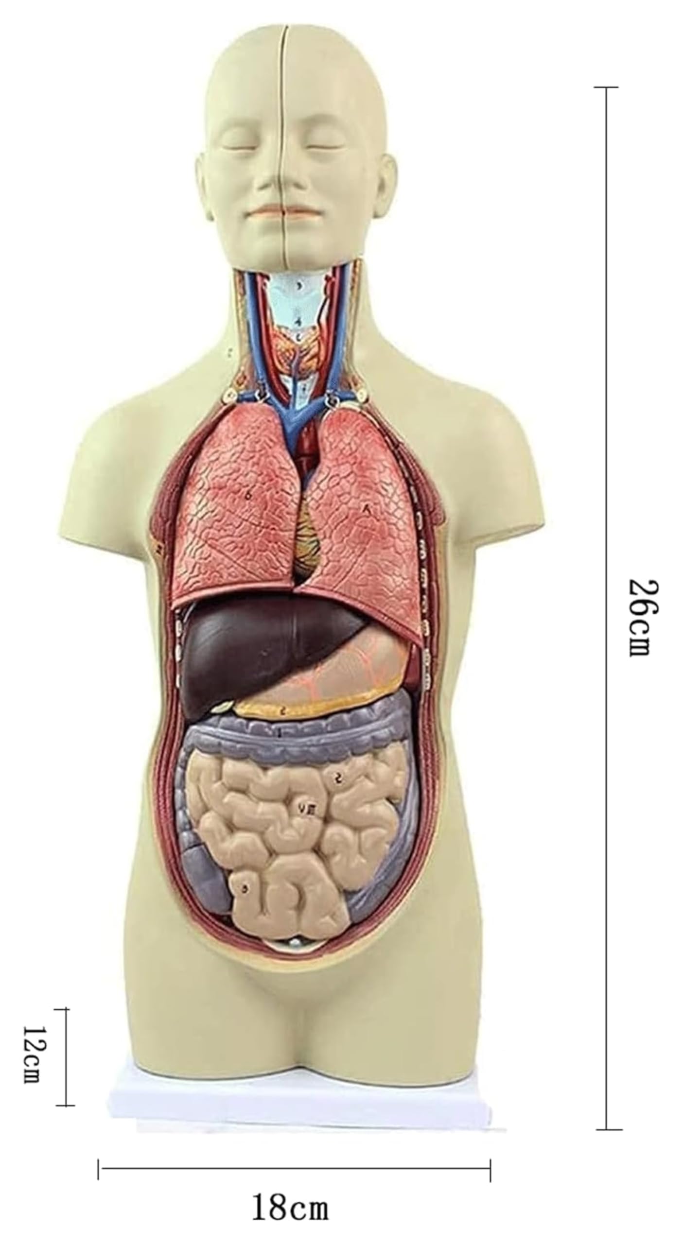 Amazon|解剖学モデル、人間の胴体解剖模型、スケルトンモデル、教育 Amazon|解剖学モデル、人間の胴体解剖模型、スケルトンモデル、教育