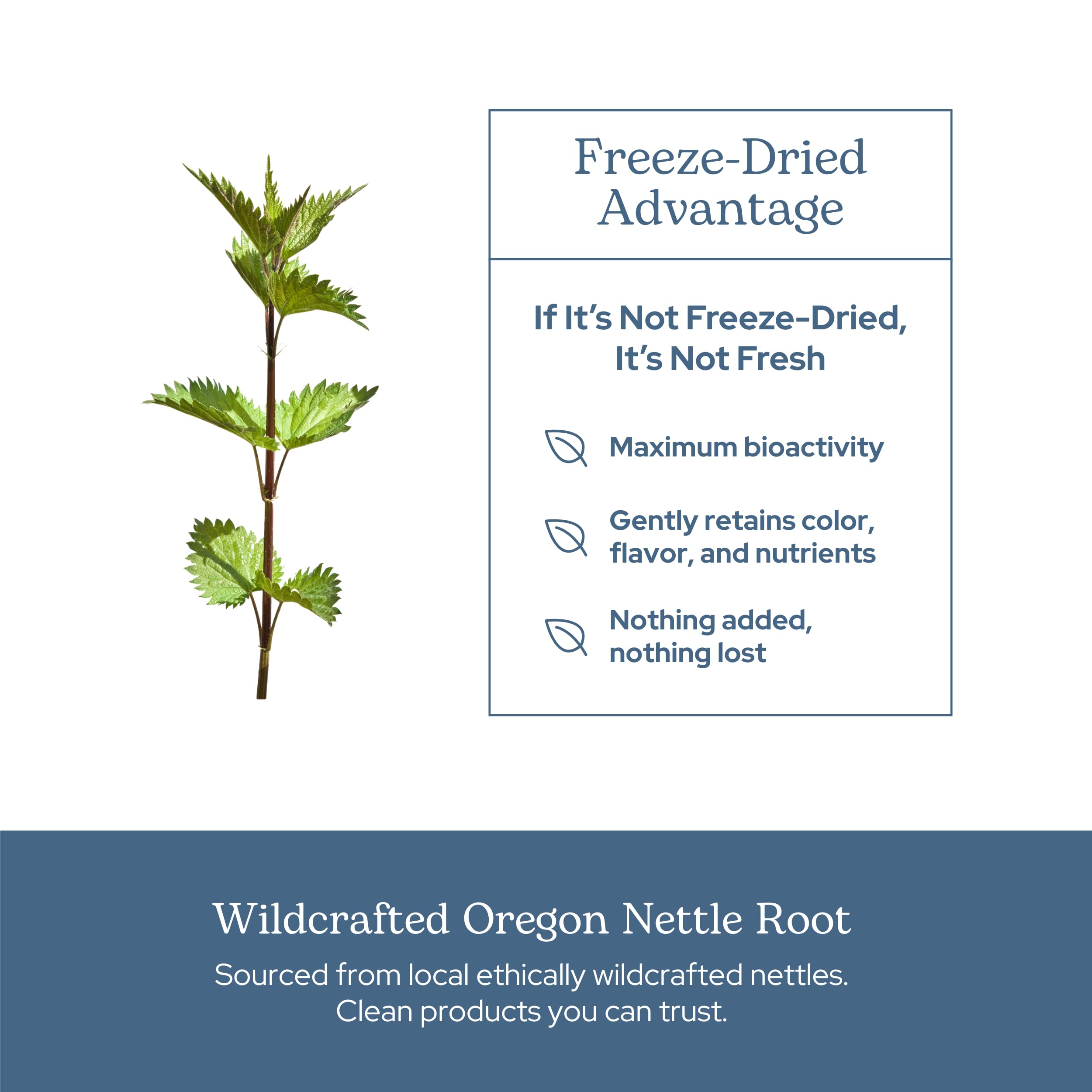 Eclectic Herb - Nettle Root Capsules | Prostate, Urinary Tract, and Male Health Support | Vegan, Non-GMO, Gluten Free, Freeze-Dried (90 CT | 250 mg) — Amazon image 5