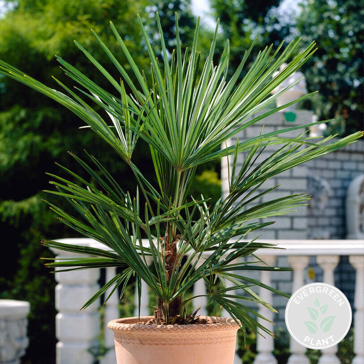 Bloomique - Washingtonia Robusta - Mexikanische Fächerpalme - Palme - Winterharte Balkonpflanzen - Gartenpflanzen Winterhart - Höhe 80-100 cm - Topf 21 cm