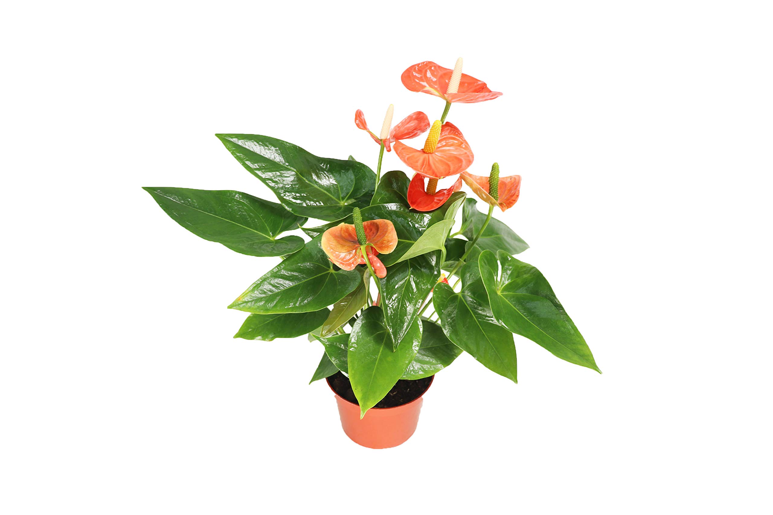 California Tropicals Orange Anthurium