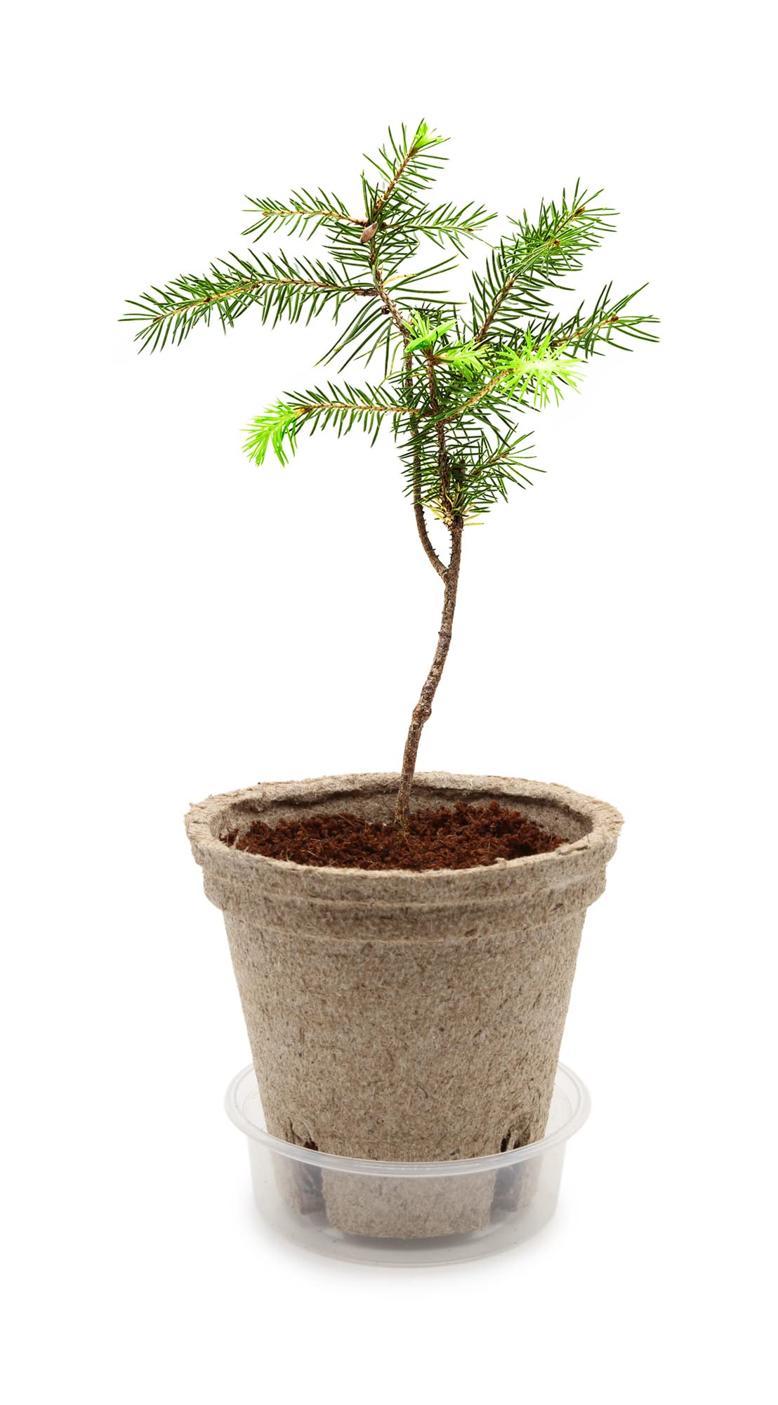 FLORTUS Weihnachtsbaum Anzuchtset - Nordmanntanne Selbst Ziehen