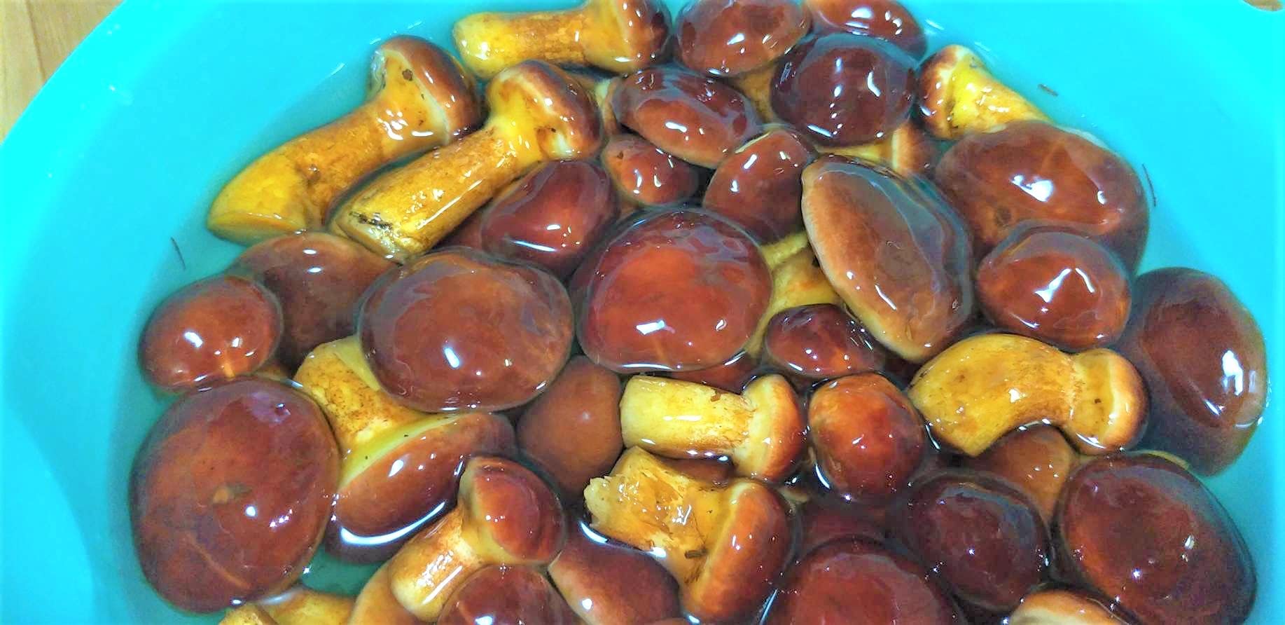 Amazon.co.jp: 落葉きのこ 北海道産 500g 冷凍 ハナイグチ 秋の味覚