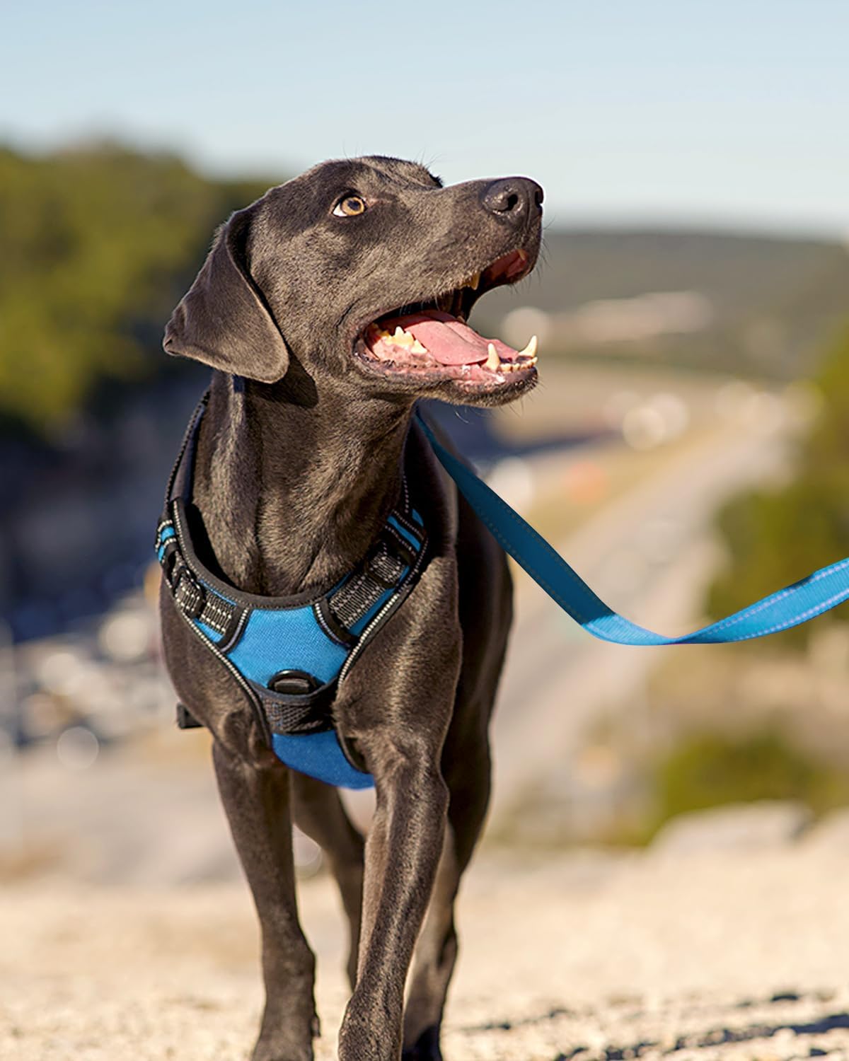 Joytale Dog Harness (Chest: 12-21"), Dog Collar and 6FT x 3/4" Wide Dog Leash Set, Reflective Padded Nylon Collar and Leash, Adjustable Soft Harness with Handle for Dogs