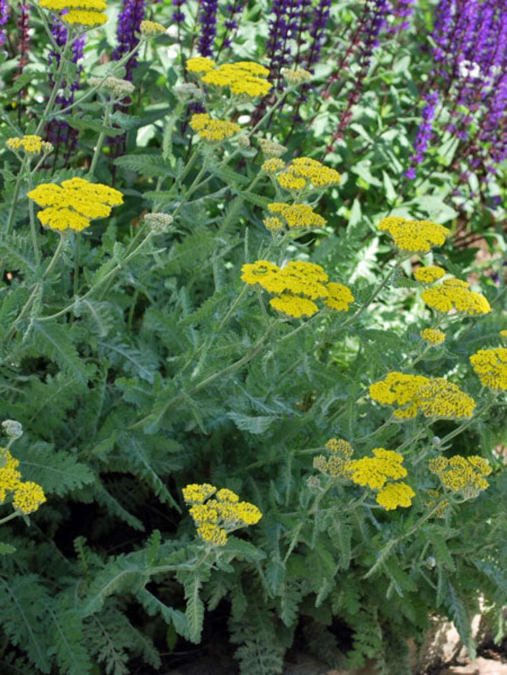 Perennial Farm Marketplace Achillea Moonshine