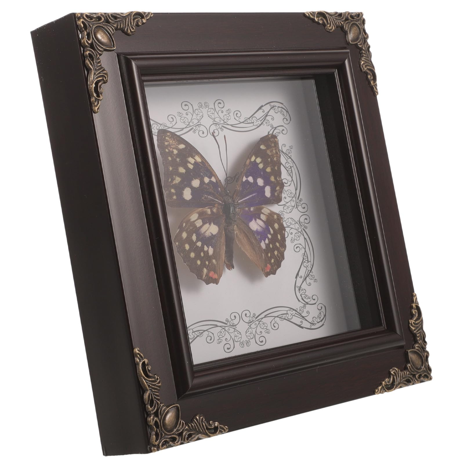 Spécimen grand papilio sous cadre bois pour cadeau et collection