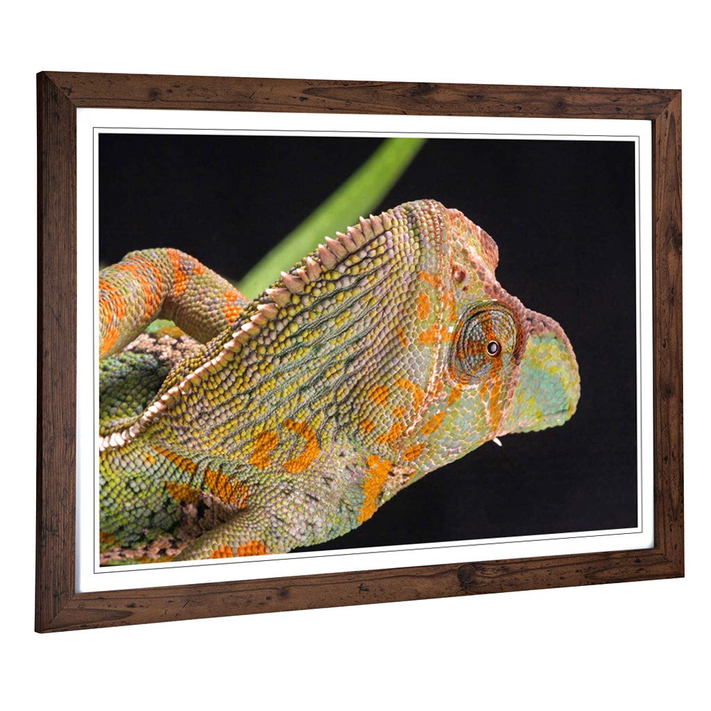 Big Box Art Framed Print of Chameleon Lizard Reptile (4) Design | Wall Art Picture | Home Decor for Kitchen, Living, Dining Room, Bedroom, Hallway, Office, Walnut, A2 / 24.5x18 Inch / 62x45cm