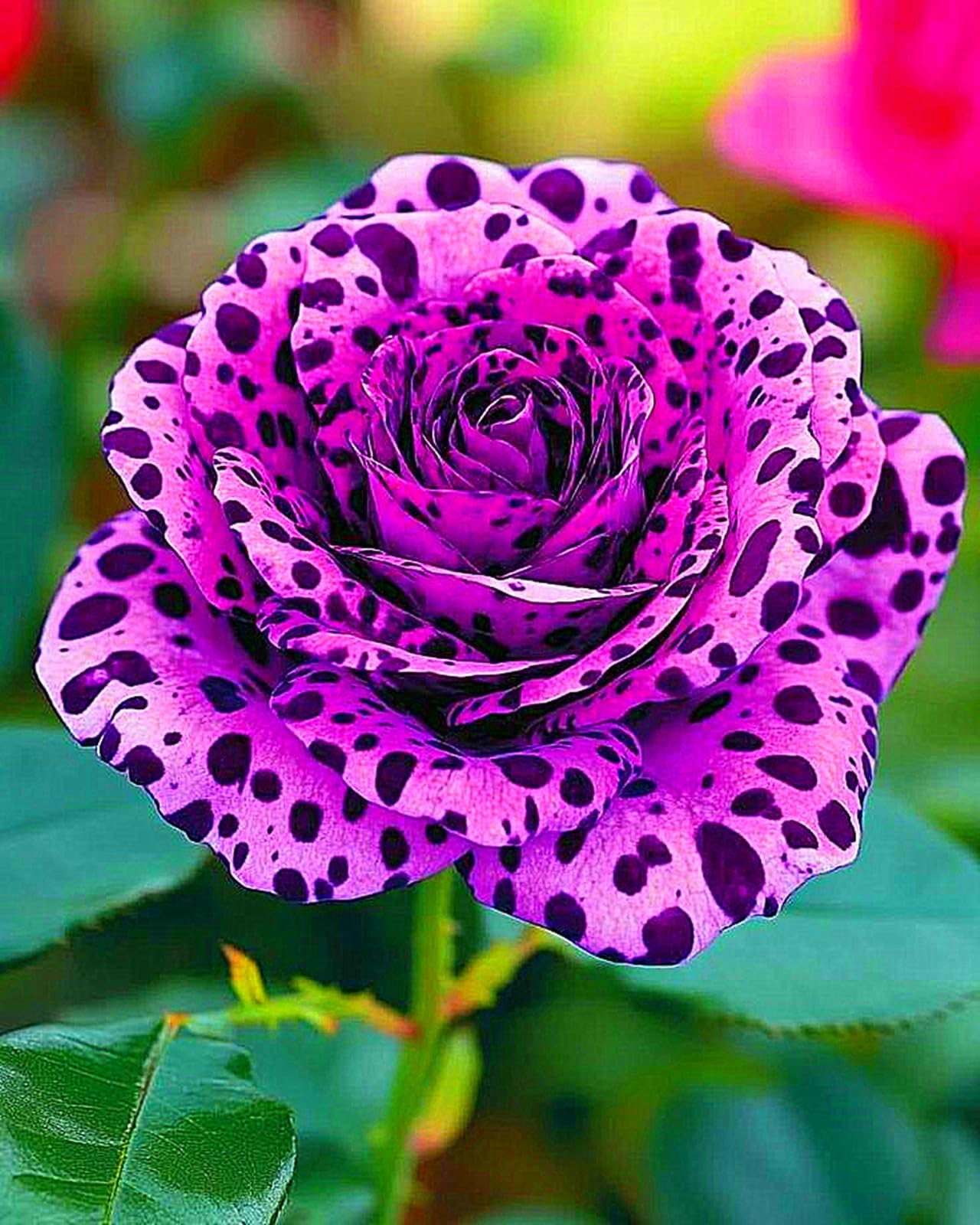 Rare Rose Bulbs UK,Fragrant Flowers, Brilliant Rose Rhizome Bulk, Planting for Stunning Garden Displays-3 Rhizome-F