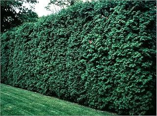Thuja occidentalis Eastern Arborvitae, White Cedar 500-5,000 Seeds (5000)
