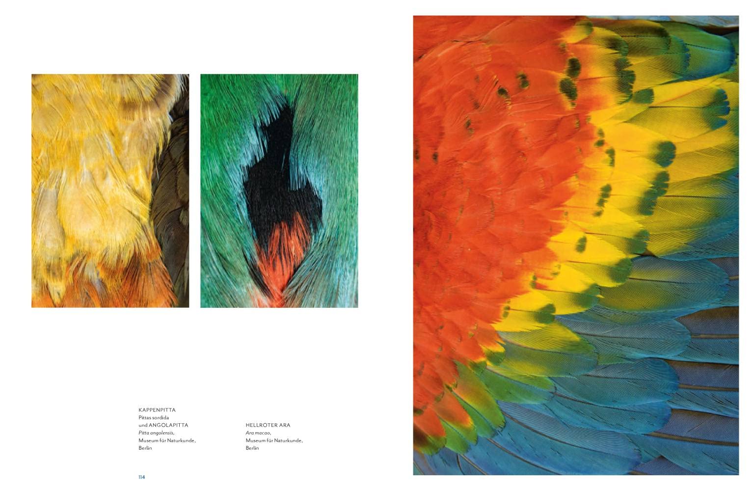 Vogelwelten: Expeditionen ins Museum