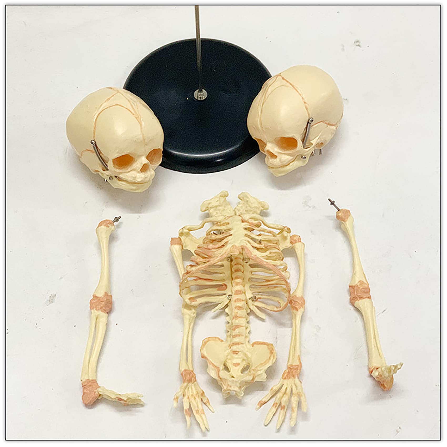 35Cm dwugłowy model szkieletu niemowlęcia, ludzka dziecko czaszka model anatomiczny mózgu do badania medycznego nauczania nauczania dekoracji wnętrz