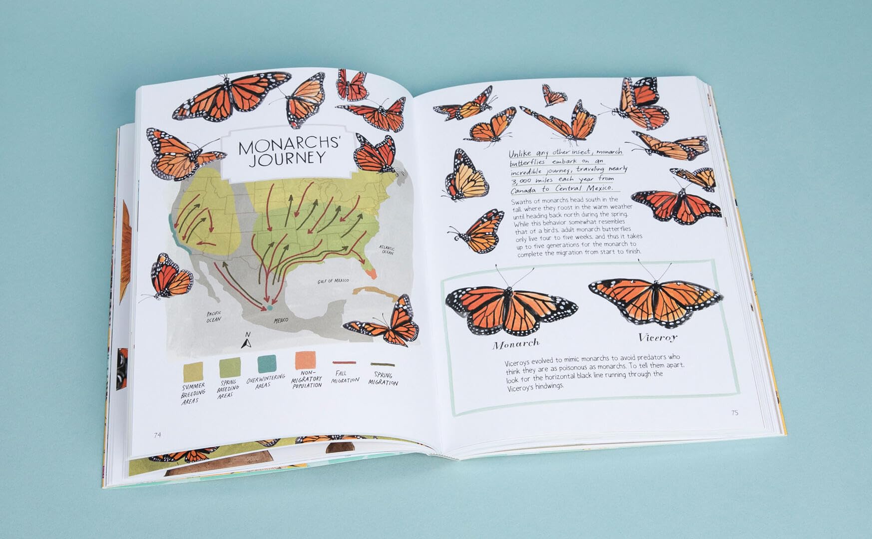 Insect Anatomy: The Curious World of Bees, Beetles, Butterflies, and Bugs