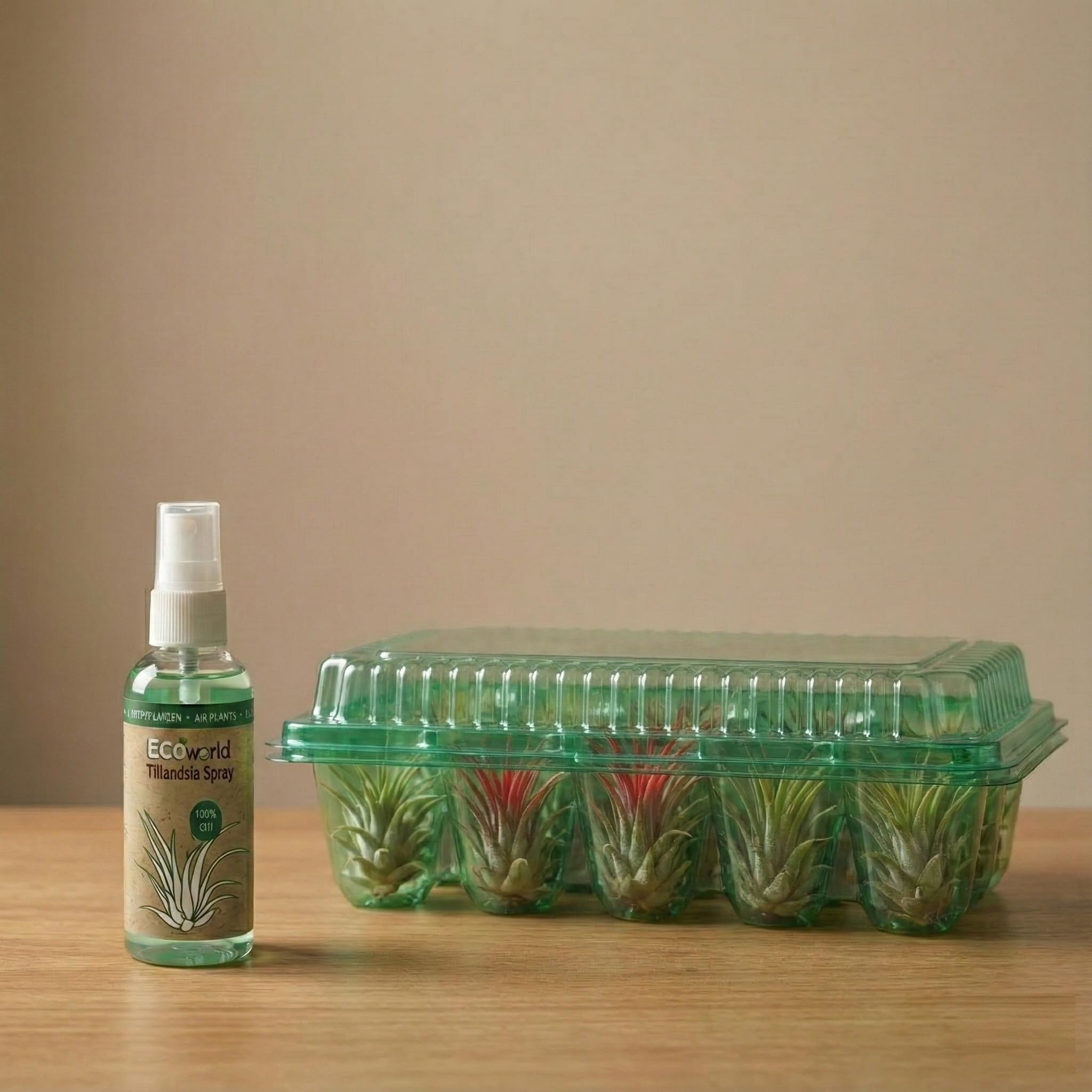 Vdvelde․com - Tillandsien Deko Set - 10 Echte Luftpflanzen Air Plants - Inkl. Pflanzspray 125 ml - Pflegeleicht - Ideal für Terrarium, Wohnzimmer, Büro & Urban Jungle