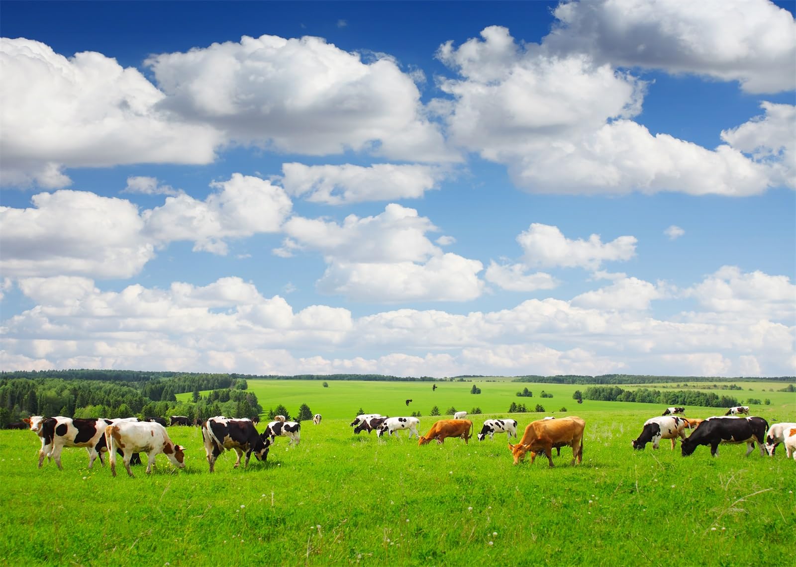 BELECO 15x10ft Fabric Green Meadow Cows Backdrop Rural Pasture Group of Cows Grazing on Grassland Blue Sky White Clouds Background Farm Themed Party