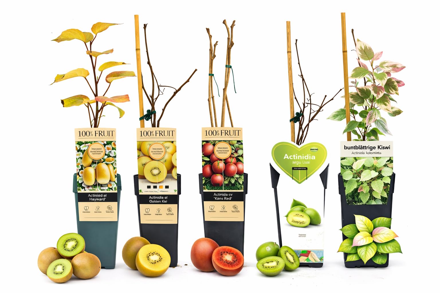 POWERS TO FLOWERS - SET DI 5 PIANTE DI KIWI – HAYWARD, KIWI GIQLLO, KIWI ROSSO KENS RED, ISSAI E BUNTBLÄTTRIGE KIWI, piante vere