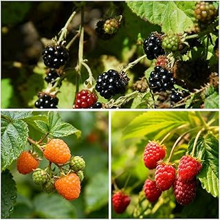 500 Raspberry Seeds, Mix Rubus Idaeus Seed for Planting, Perennial Non-GMO Fresh Fruit Seed for Home Garden Outdoor