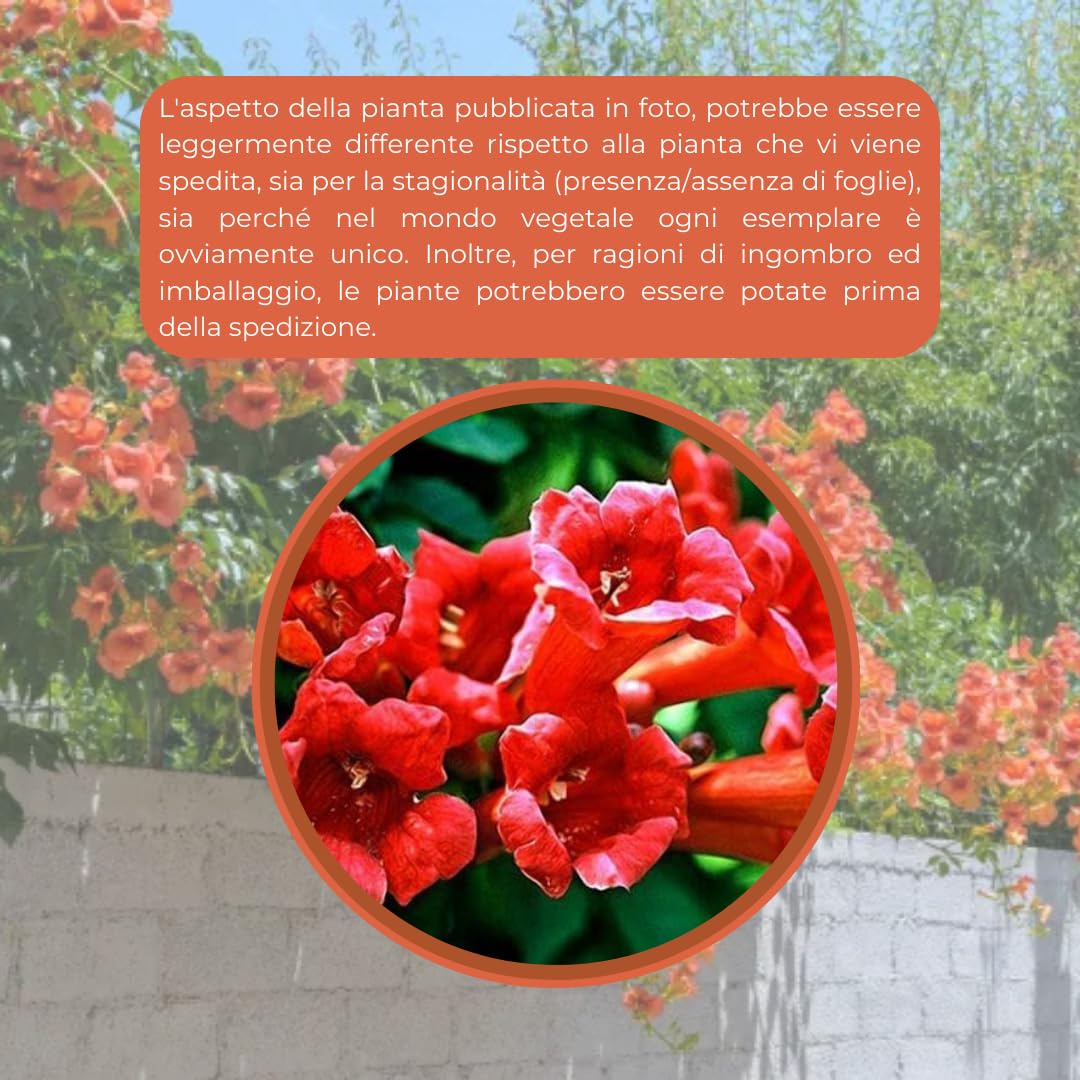 Vivai Guardini Verona - Prodotti > CAMPSIS RADICANS FLAVA - BIGNONIA Vivai Guardini Verona - Prodotti > CAMPSIS RADICANS FLAVA - BIGNONIA
