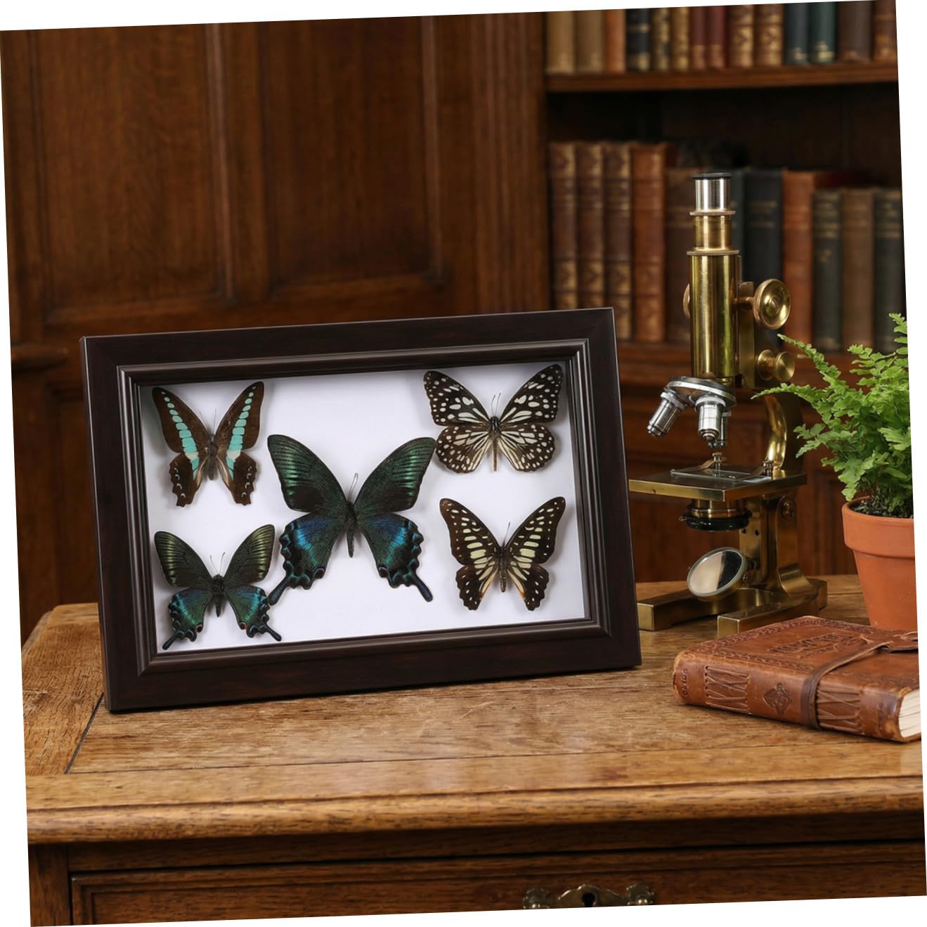 Marco para Exhibir Mariposas Tapas Transparentes, Marco de Madera Resistente para Decoración de Pared Sala de Estar