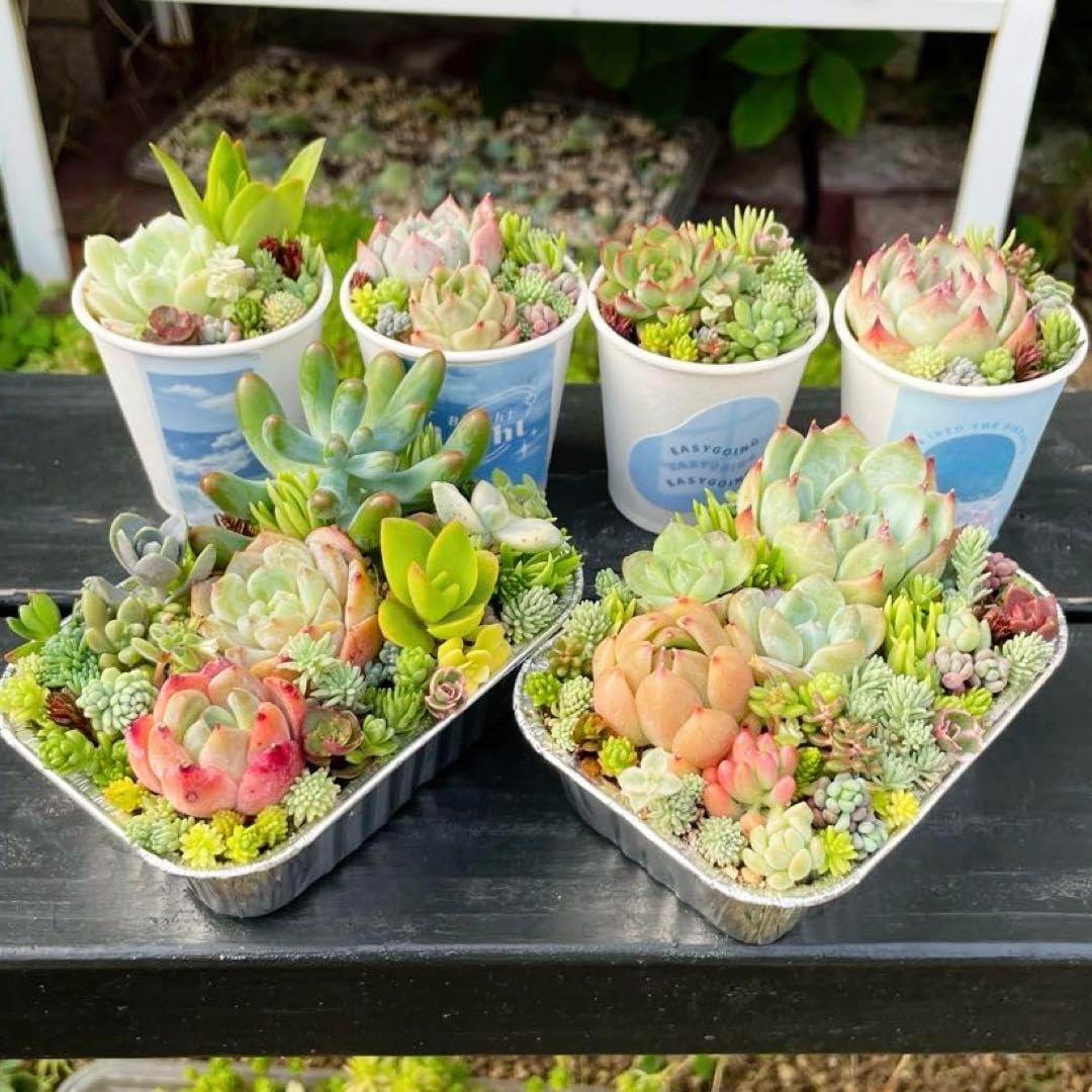 アガベ 笹の雪 ドライガーデン インテリアグリーン 観葉植物 現 アガベ