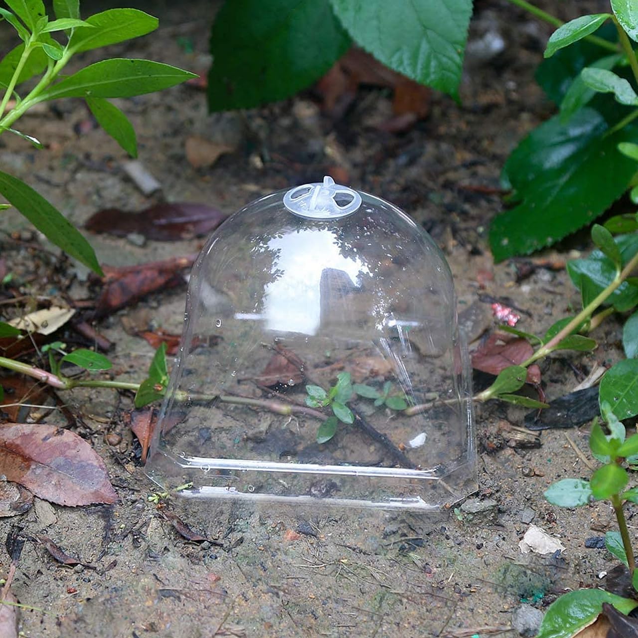TOYANDONA 5 Stück Pflanzenschutz Kuppeln Aus Kunststoff Transparent Frostschutz Gartenglocken Mit Einstellbarer Belüftung Für Setzlinge Und Keimlinge