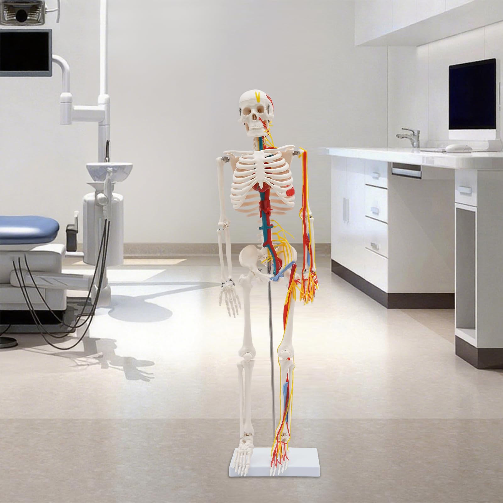 85 cm di altezza, modello di uno scheletro umano in PVC, modello scheletro umano con strutture neurovascolari, modelli di anatomia umana in posizione eretta, per studio e esposizione