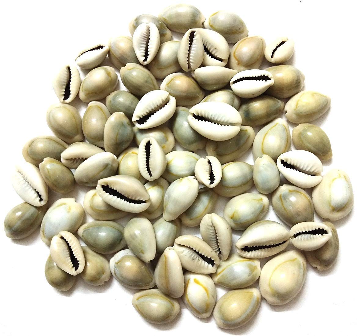 Sai Rainbow Natural Lakshmi - Peeli Kodi - Kauri - Kowri - Cowry - Kaudi - Cowrie - Gavvalu - Loose Packed (Yellow) - 108 Pieces (B0CCM89V6G) Amazon Price History, Amazon Price Tracker