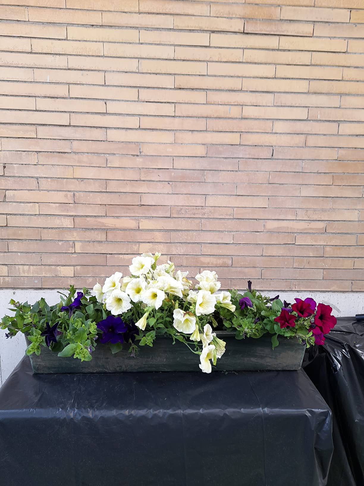 6 Piante Di Garofano In Vaso - Fiori Ornamentali Non Commestibili Per Giardino O Balcone - Foto 4