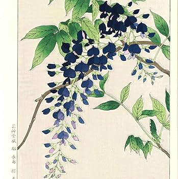 Amazon.co.jp: 額装 河原崎奨堂(18891973) 木版画 F113 藤 花版画 Amazon.co.jp: 額装 河原崎奨堂(18891973) 木版画 F113 藤 花版画