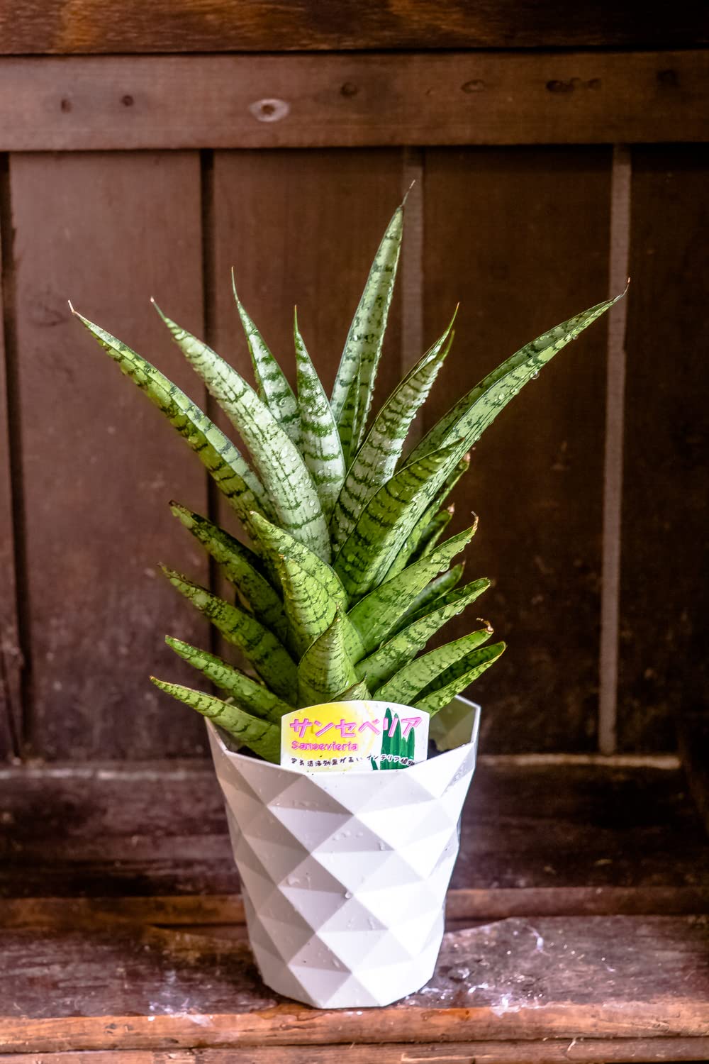Amazon｜観葉植物 サンスベリア 鉢植え 【空気清浄効果】 鉢花