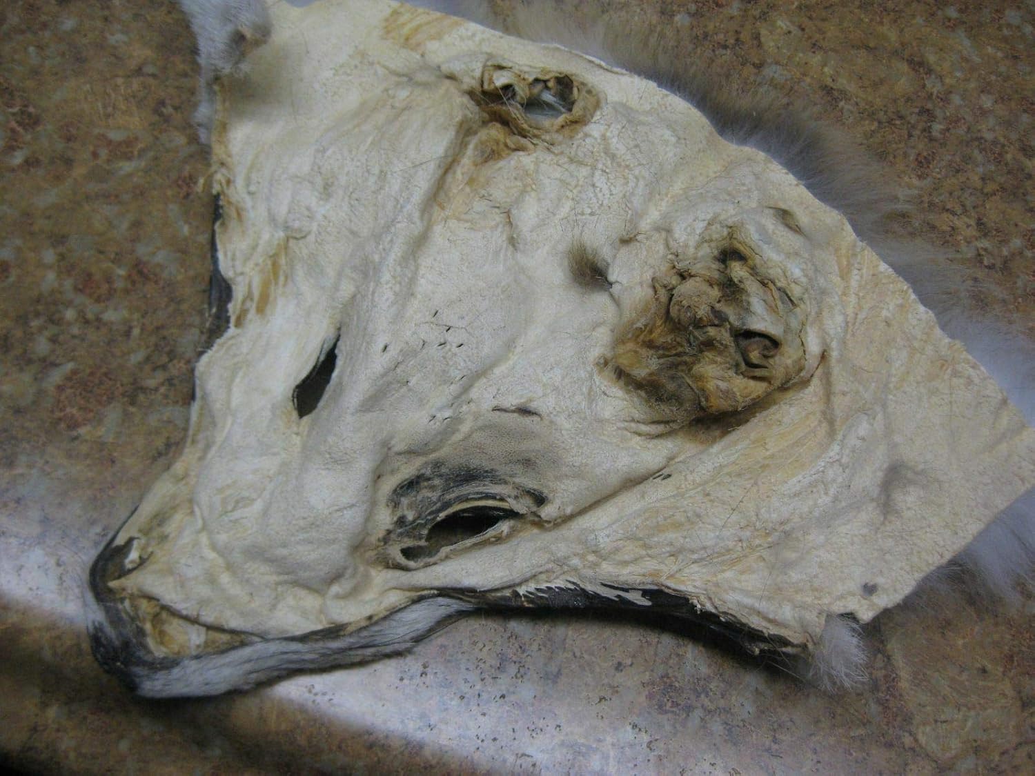 Western Coyote Face #1 Grade Taxidermy Mount Bracket Wall Mount Brown Leather Tanned