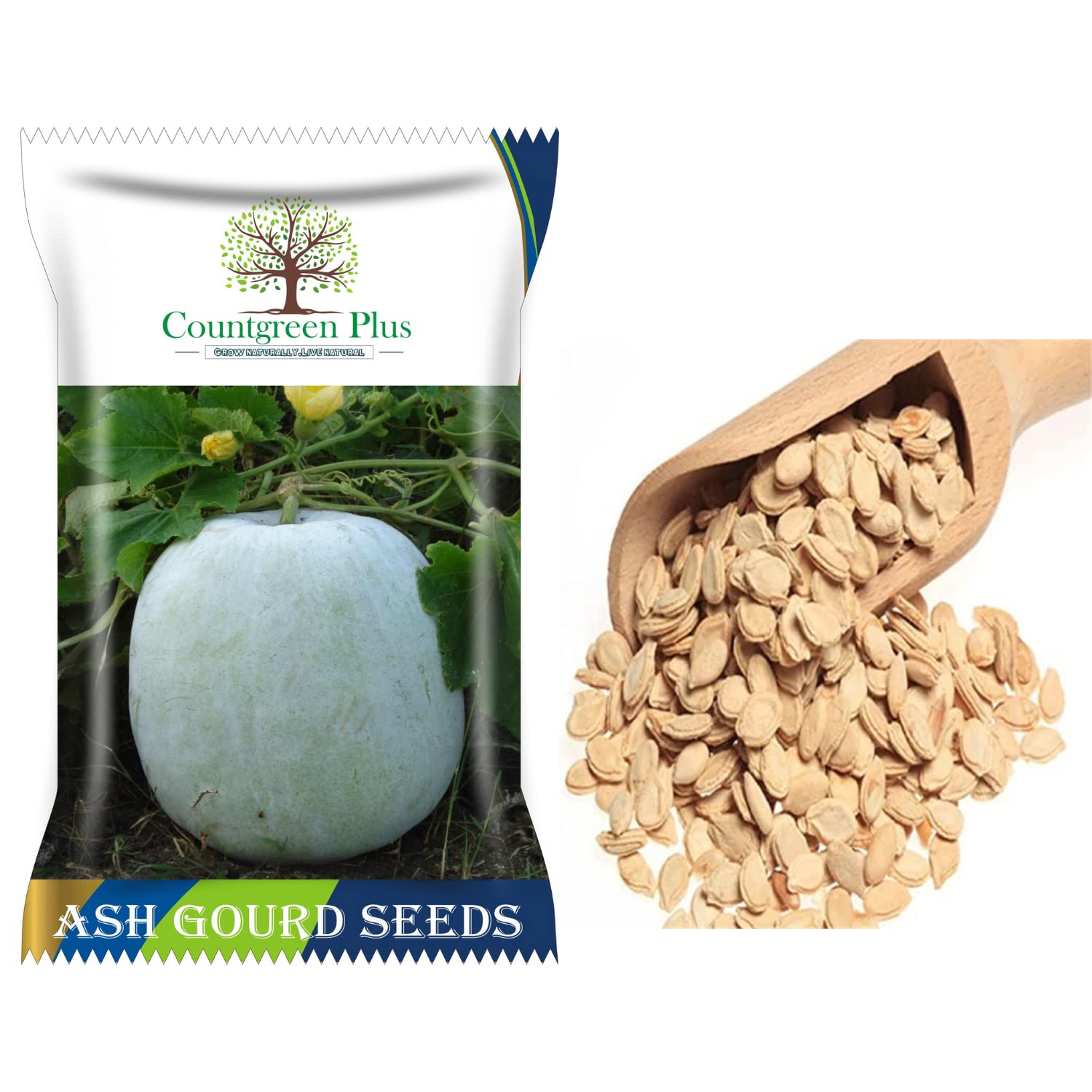 Countgreen Plus Non-GMO Ash Gourd (Petha) | White Wax Winter Melon | White Pumpkin Vegetable Gardening Seeds | 40 Seeds | Best in Germination (B0921WRWCY) Amazon Price History, Amazon Price Tracker