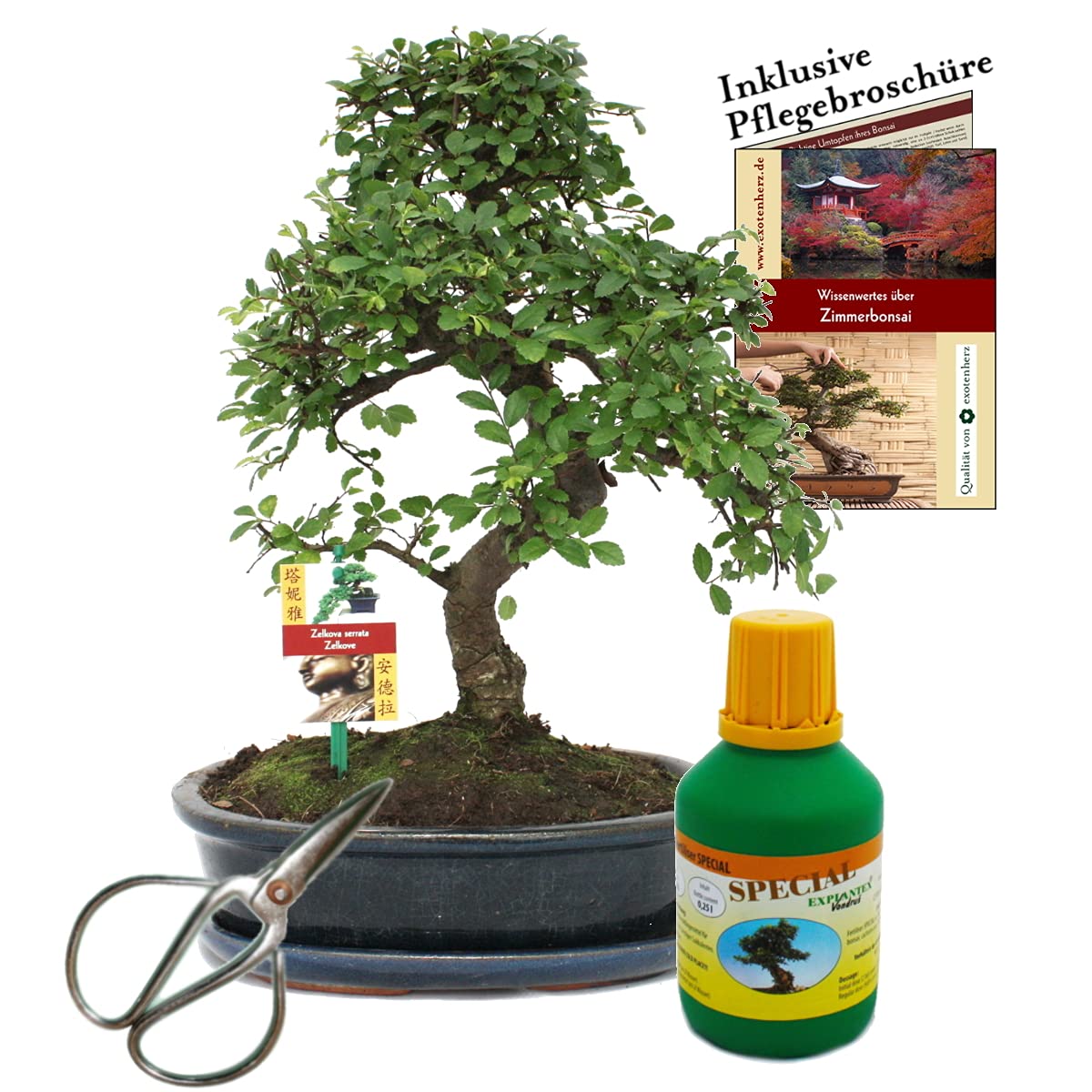 Bonsai Chin. Ulme Ulmus parvifolia ca. 10 Jahre 25cm Schale Geschenk-Set mit Schere und Dünger